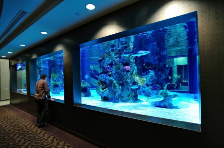 Glass vs. Acrylic Aquariums:
