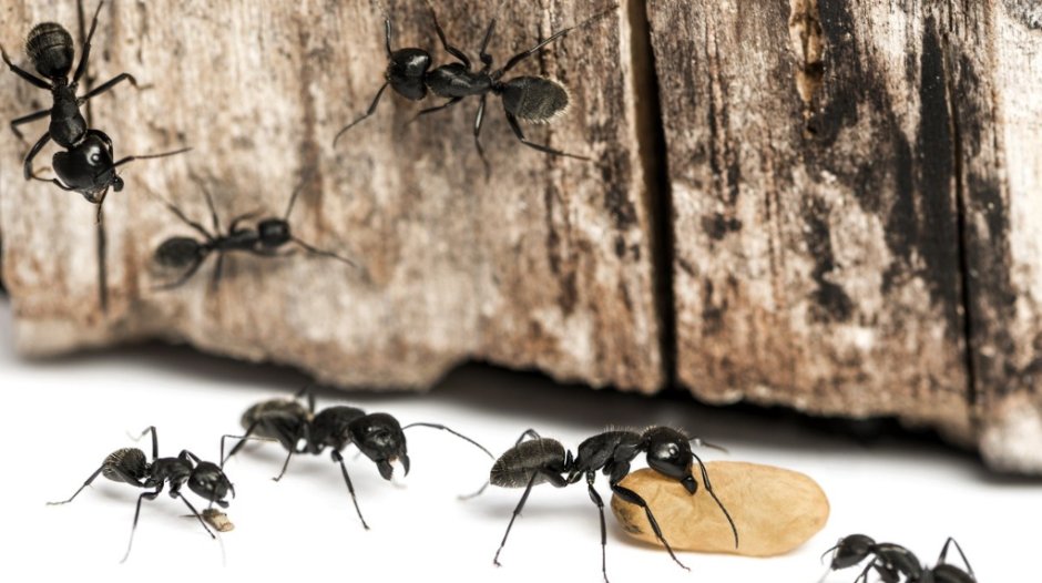 Unleash the Power of Pest-Free Living: Ant Control Solutions for Nashville