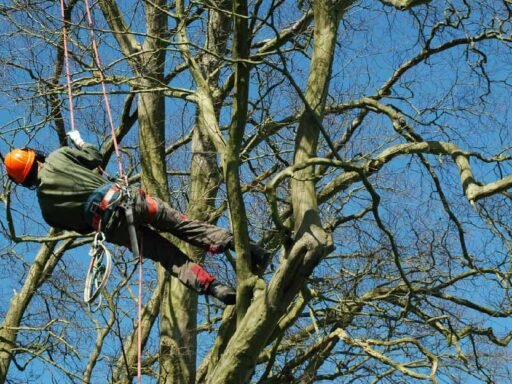 Reviving Gardening Techniques: Benefits Of Hiring A Tree Surgeon