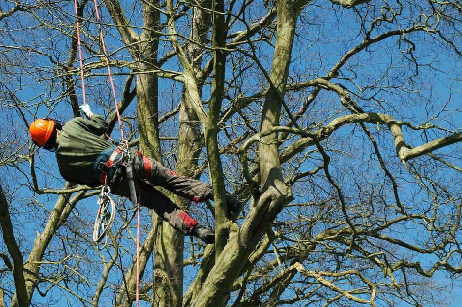 Reviving Gardening Techniques: Benefits Of Hiring A Tree Surgeon