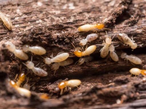 From Termites to Rodents: Why Professional Extermination is Vital in Orange County