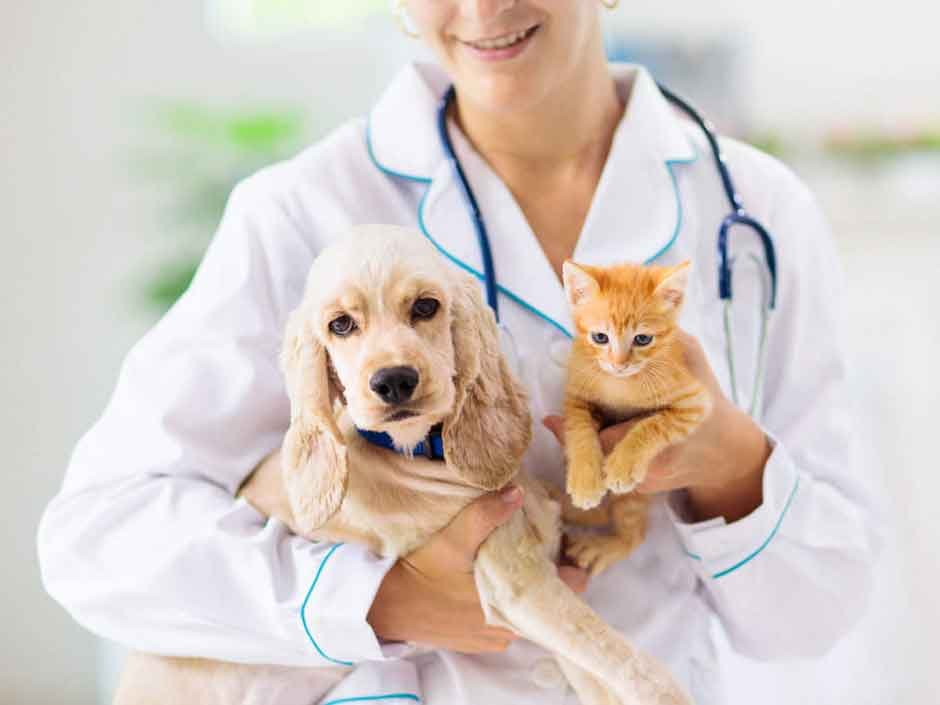 Understanding the Importance of Pet Insurance