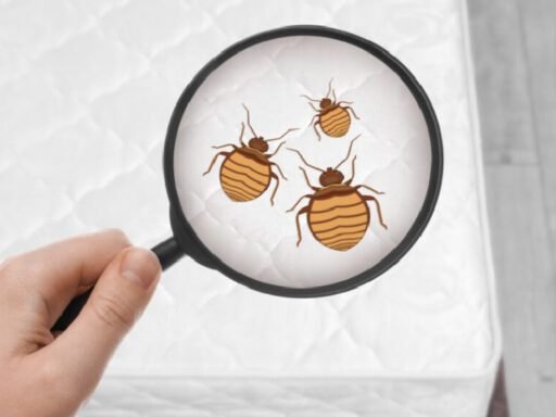 7 Tips to Prevent Bed Bugs at Home