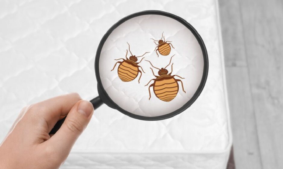 7 Tips to Prevent Bed Bugs at Home