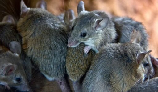 how-to-get-rid-of-mice-in-an-attic-trapping-sealin-1