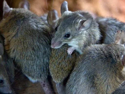 how-to-get-rid-of-mice-in-an-attic-trapping-sealin-1