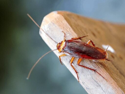 the-best-roach-bait-on-the-market-for-overnight-re-1