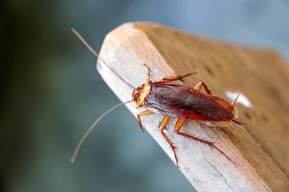 the-best-roach-bait-on-the-market-for-overnight-re-1